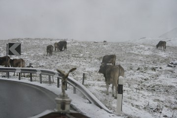 Winter Cows B