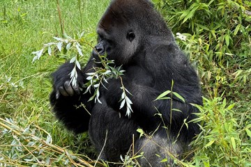 27 Western Lowland Gorilla