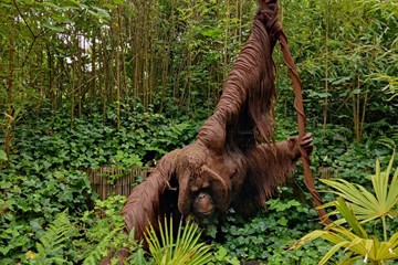 27A Orangutan