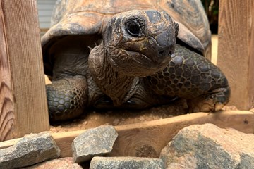 28 Aldabra Tortoise