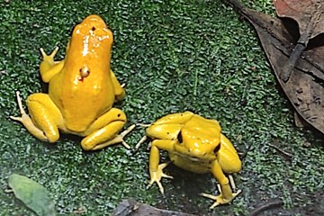 29 Phyllobates Terribilis, Golden Poison Frog