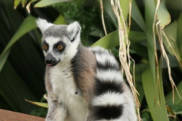 29A Ring Tailed Lemur